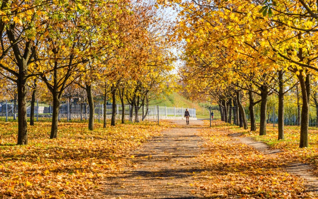 A person walks through a tree-lined path covered in autumn leaves, under a clear blue sky.